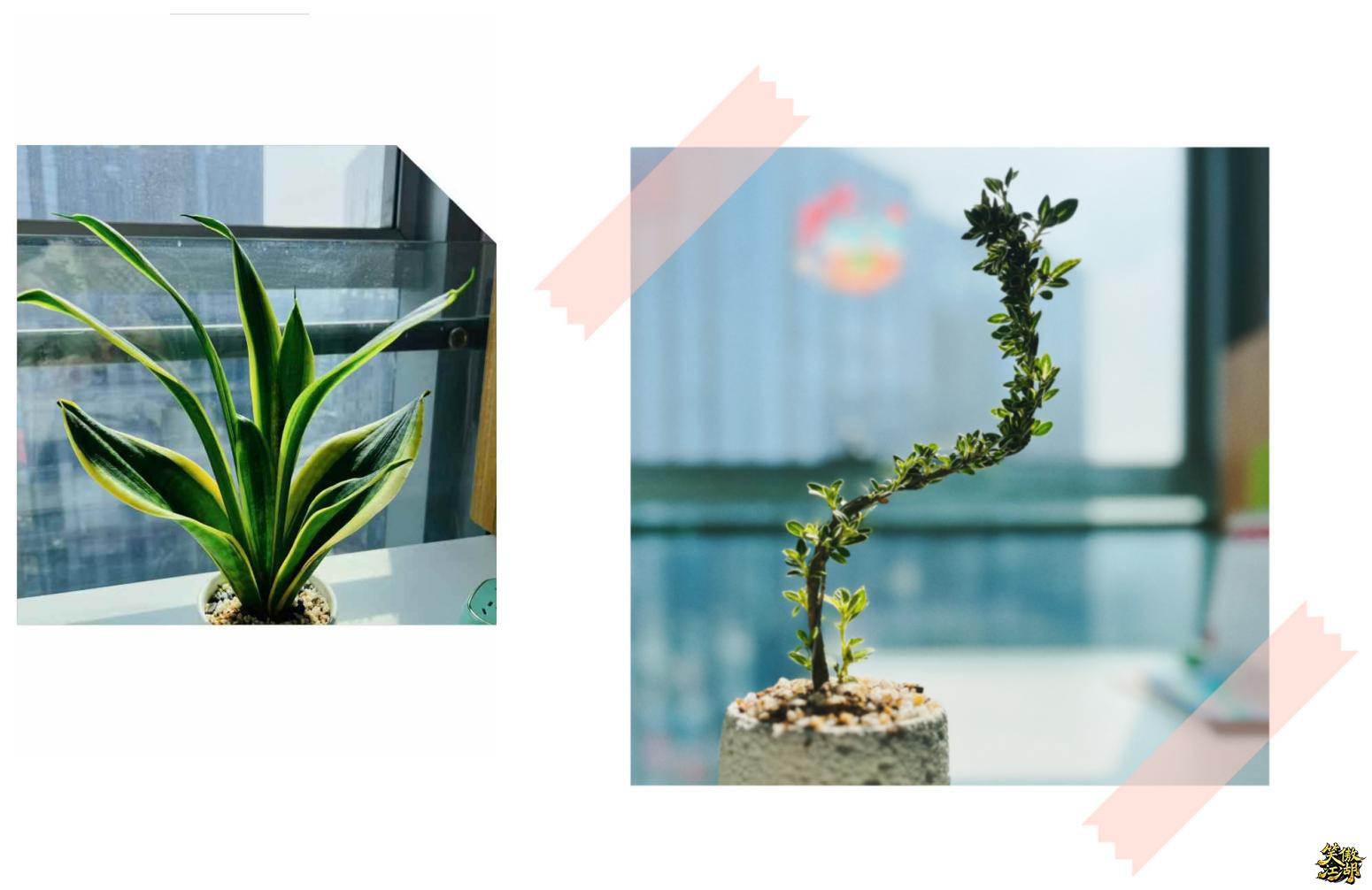 植物